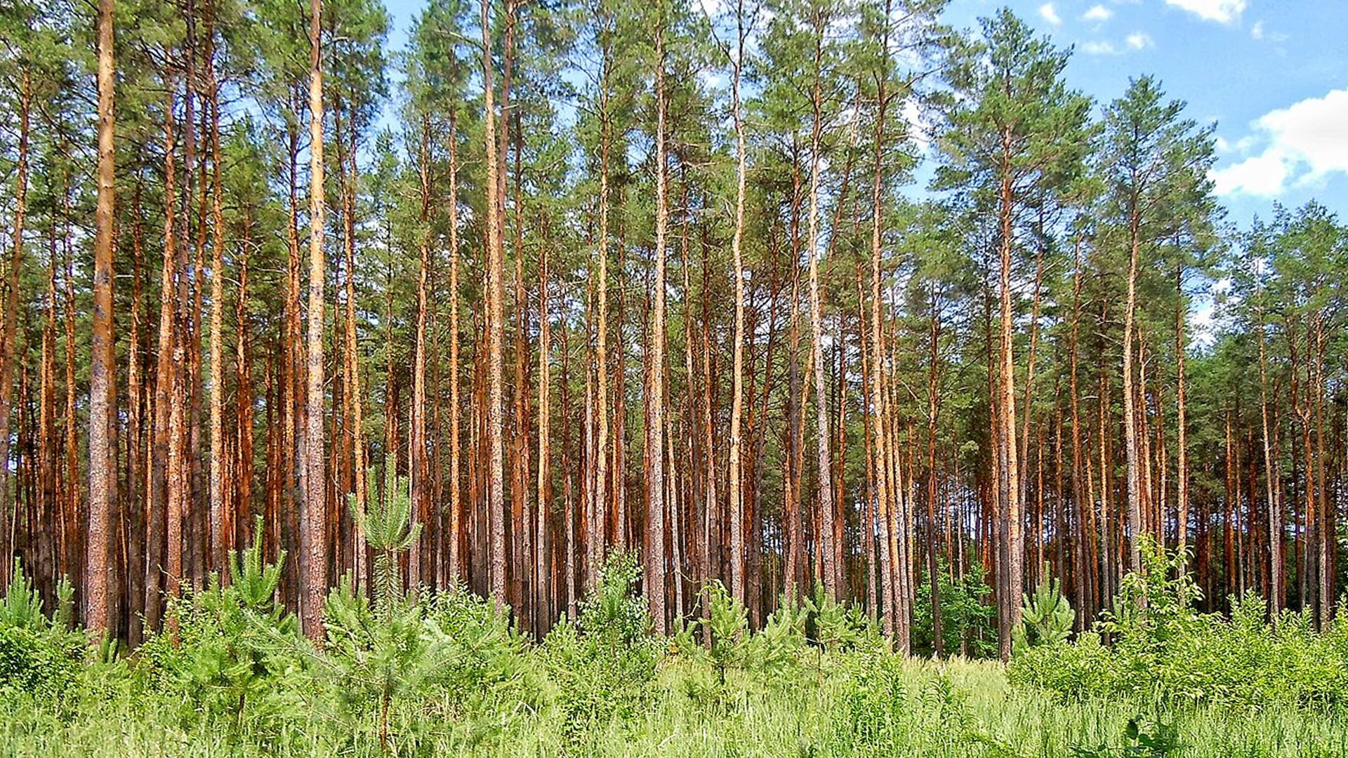 Участок 35 соток в поселке Николина гора